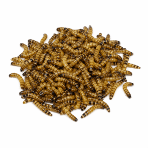 Superworms