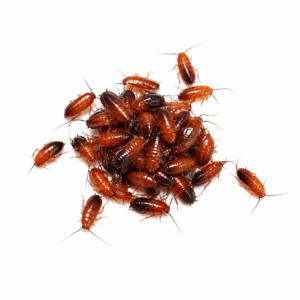 Red Runner Roaches
