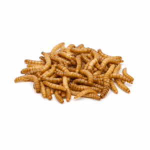 Bufallo Worms