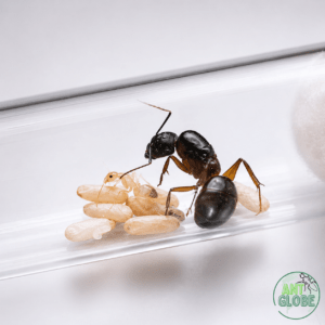 Camponotus herculeanus