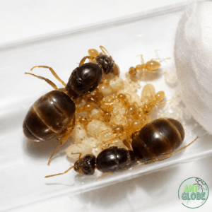 Lasius Flavus