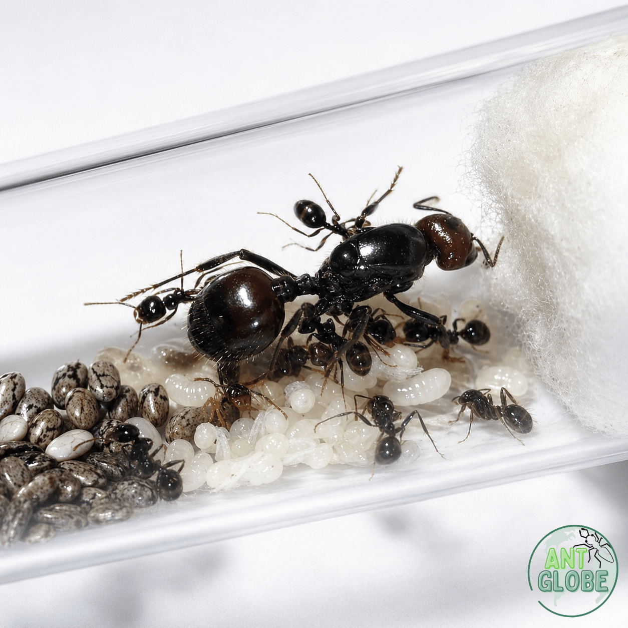Messor barbarus - Image 1