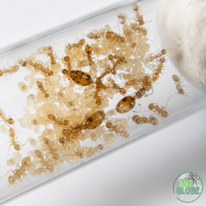 Monomorium hiten