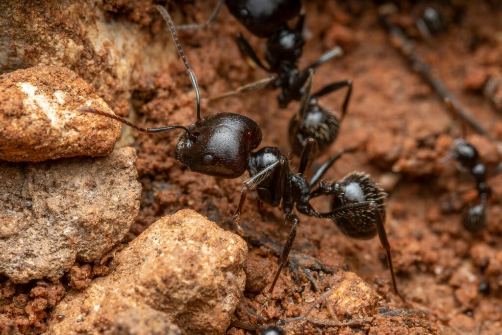 Macro image of black ants exploring rocky soil in Picassent, Spain, showcasing natural behavior and textures.
