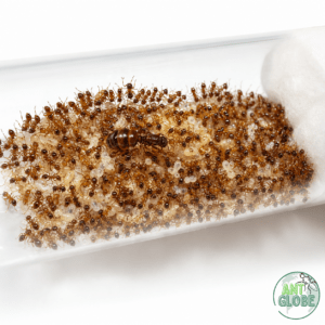 Pheidole pallidula