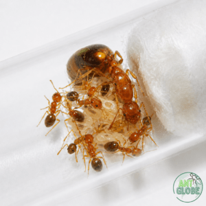 Trichomyrmex destructor