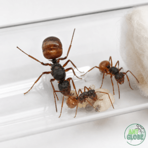 Polyrhachis bicolor