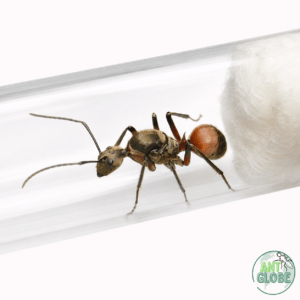 Polyrhachis bihamata