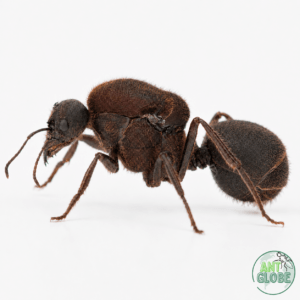 Atta cephalotes
