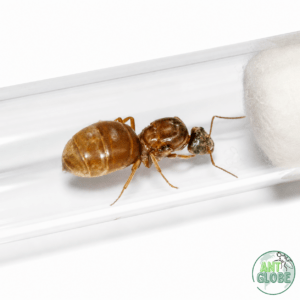Lasius alienus