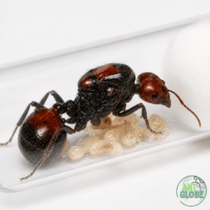Messor cephalotes