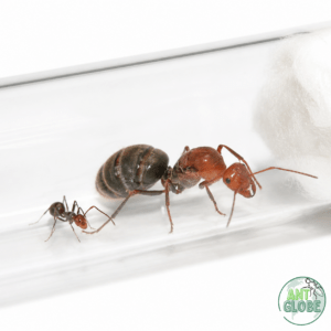 Myrmecocystus mendax