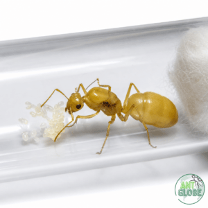 Myrmecocystus navajo