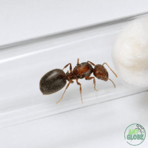 Pheidole indica