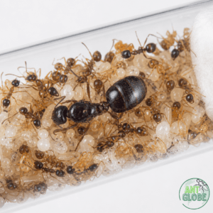 Pheidole megacephala