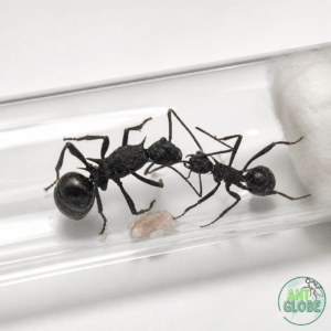 Polyrhachis armata