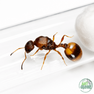 temnothorax unifasciatus