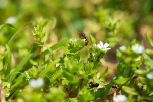 How to Prevent Mold in an Ant Nest