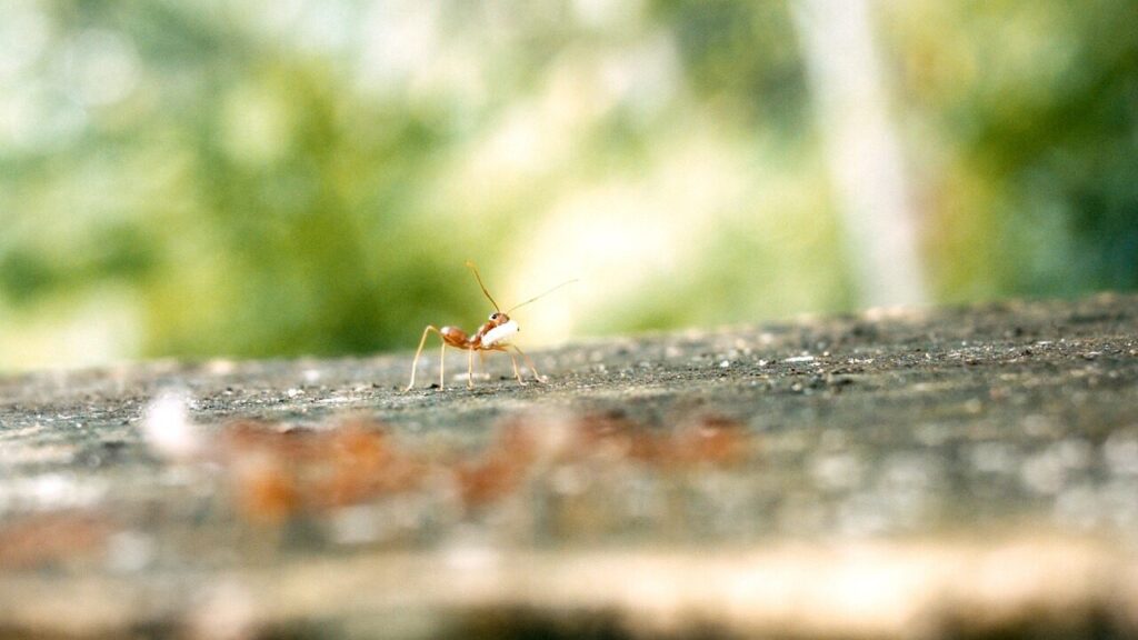 ant, ant egg, single ant