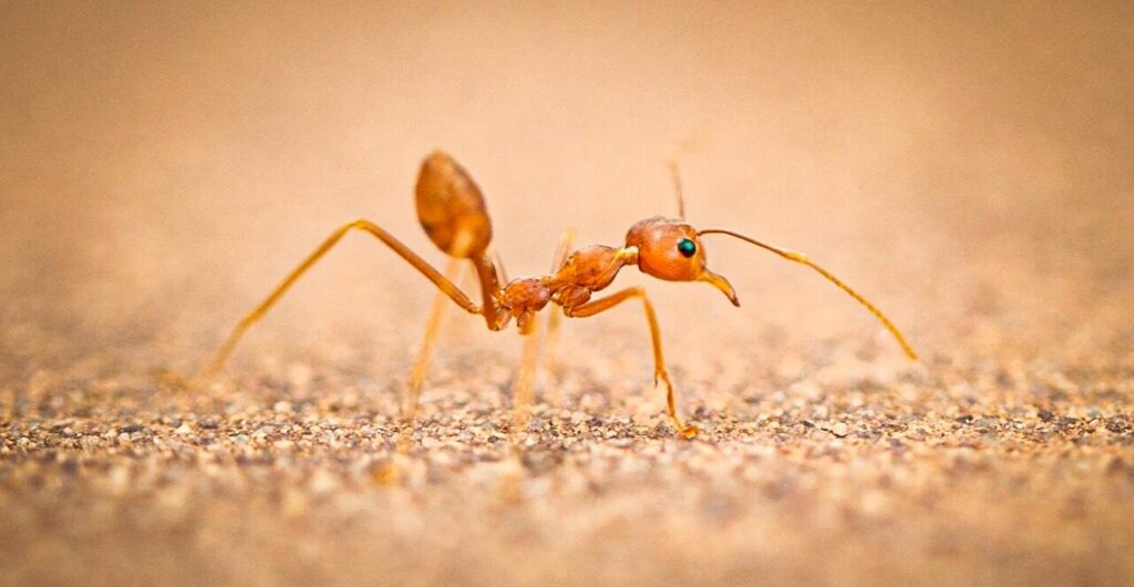 ant, insect, animal, weaver ant, worker ant, antenna, thorax, abdomen, nature, macro, closeup, ant, ant, ant, ant, ant, weaver ant, weaver ant